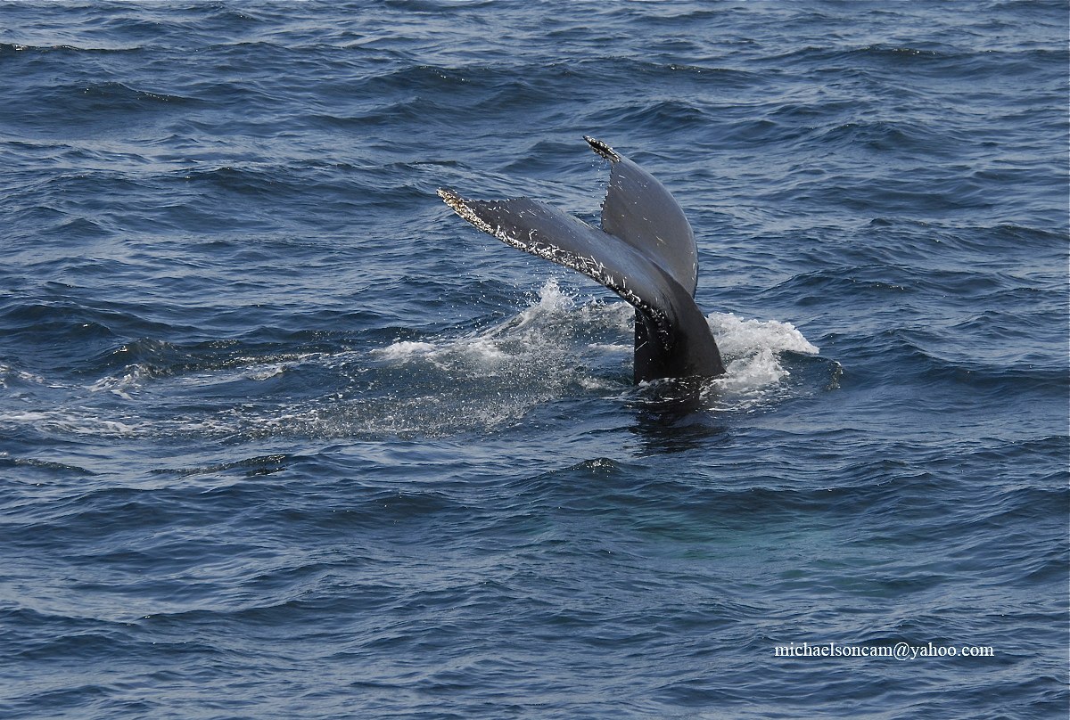 Humpback-Whale-}.jpg - Humpback Whale